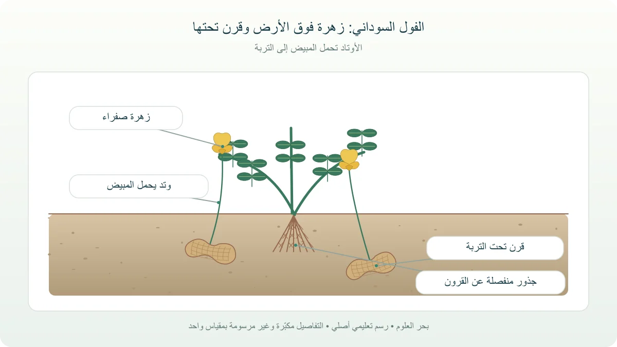 نبات فول سوداني بأوراق مركبة وأزهار صفراء فوق التربة وقرون متصلة بأوتاد تحتها