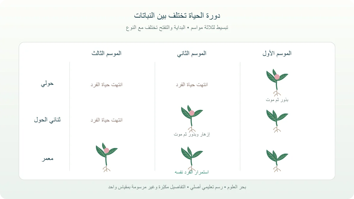 مقارنة عمرية بين نبات حولي وثنائي الحول ومعمر على ثلاثة مواسم متتالية