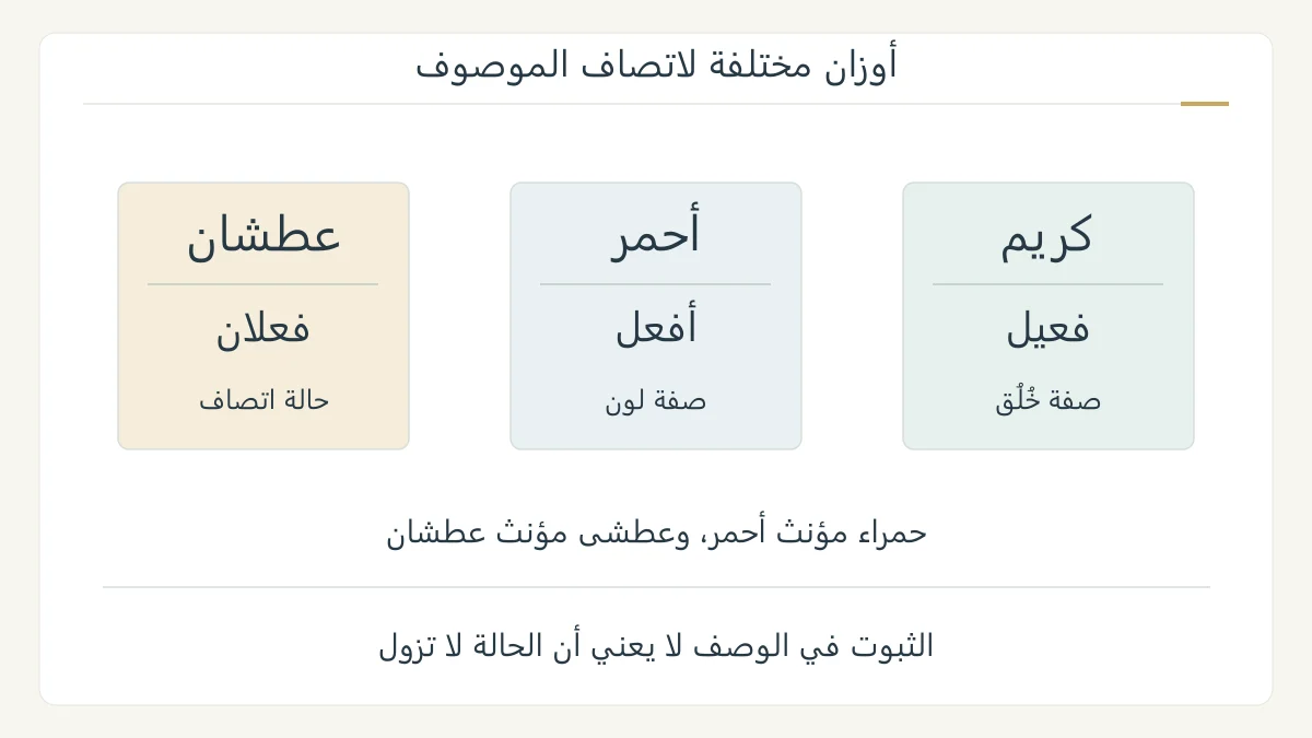 مخطط صرفي أصلي يقارن كريم على فعيل وأحمر على أفعل وعطشان على فعلان مع دلالة الصفة على اتصاف الموصوف دون وعد بالديمومة