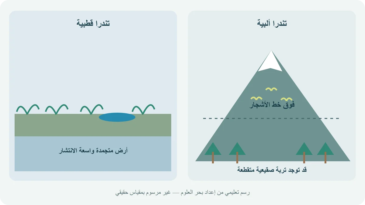 مقارنة بين نباتات قصيرة فوق تربة صقيعية في تندرا قطبية ونباتات فوق خط الأشجار في تندرا جبلية