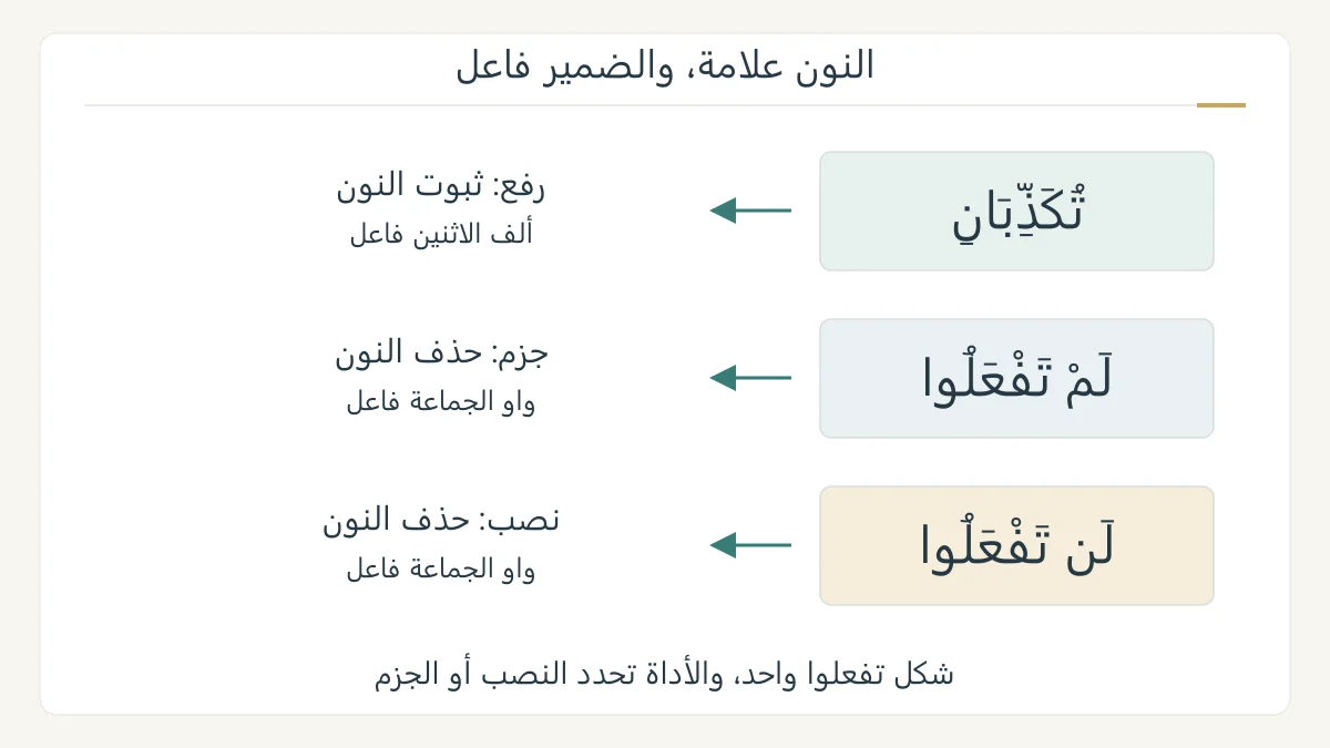 رسم تعليمي بثلاثة شواهد قرآنية: تكذبان مرفوع بثبوت النون، ولم تفعلوا مجزوم ولن تفعلوا منصوب بحذف النون، مع بقاء ألف الاثنين أو واو الجماعة