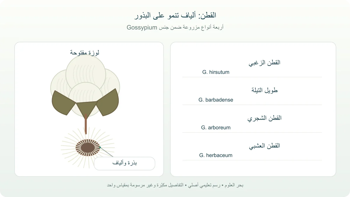 رسم للوزة قطن مفتوحة وبذور محاطة بألياف مع قائمة الأنواع النباتية الأربعة المزروعة