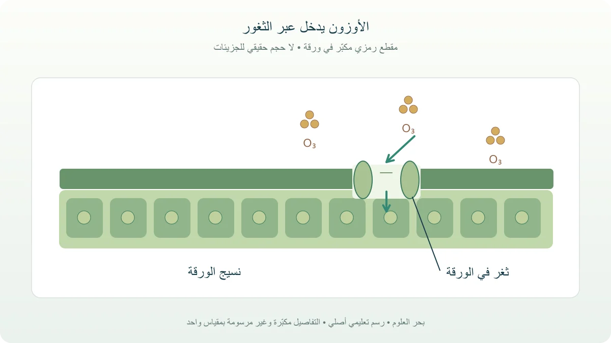 مقطع مبسط في ورقة يبين دخول الأوزون عبر ثغر ومساره إلى نسيج الورقة