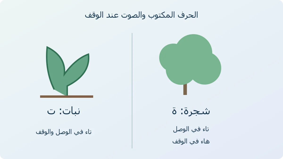 رسم يضع حرف ت على كلمة نبات وحرف ة على كلمة شجرة، ويقارن صوت نهاية الكلمة عند الوصل والوقف