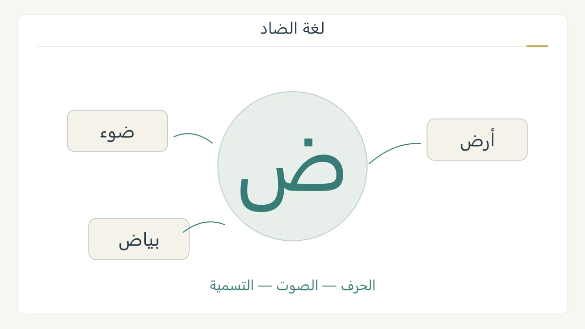 رسم تحريري أصلي للحرف ض تحيط به بطاقات ضوء وأرض وبياض، يقدم مدخلًا إلى لقب لغة الضاد