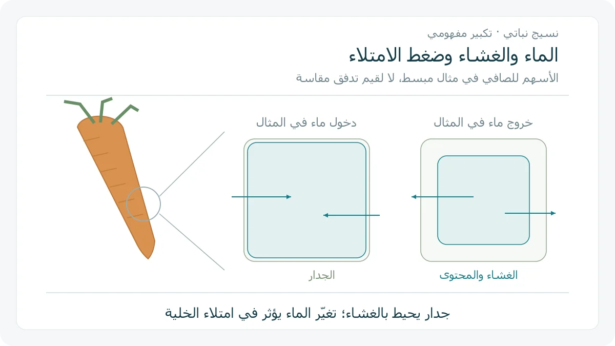 رسم أصلي لجذر جزر ينتقل منه التكبير إلى خليتين تمثيليتين؛ ماء يدخل ناحية غشاء قريب من الجدار وماء يخرج من غشاء منكمش، والجداران ثابتان