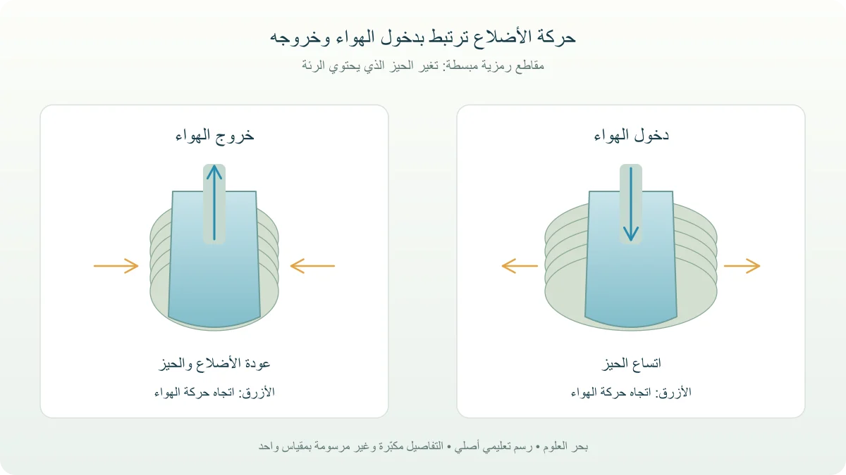 مقارنة تخطيطية بين توسع حيز الرئة ودخول الهواء وبين عودته وخروج الهواء بحركة الأضلاع