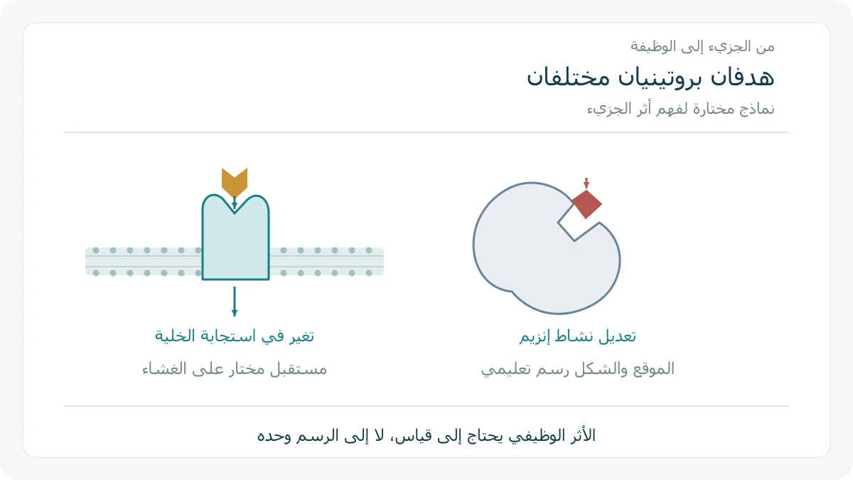 جزيء يرتبط بمستقبل مختار على غشاء خلوي وآخر يثبط إنزيمًا