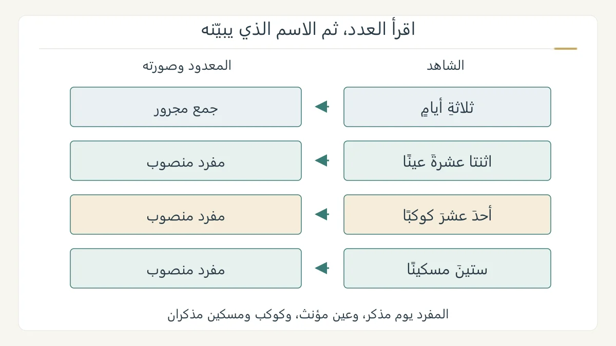 رسم تعليمي أصلي لأربعة أزواج من العدد والمعدود في القرآن، يوضح الجمع المجرور مع ثلاثة والمفرد المنصوب مع اثنتي عشرة وأحد عشر وستين