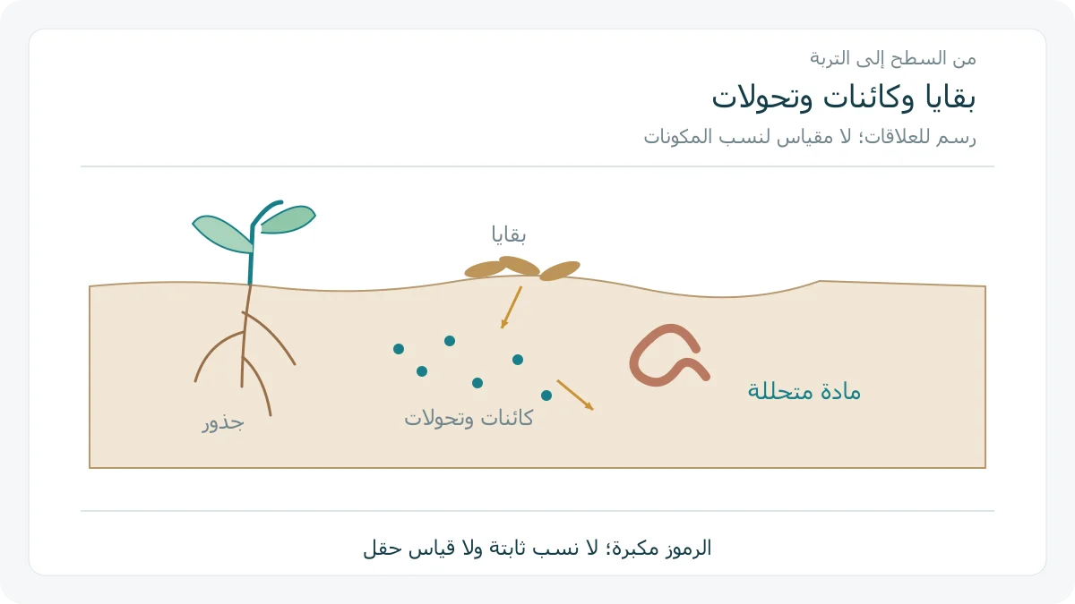 رسم مفهومي لجذور وبقايا وكائنات وتحولات مادة عضوية