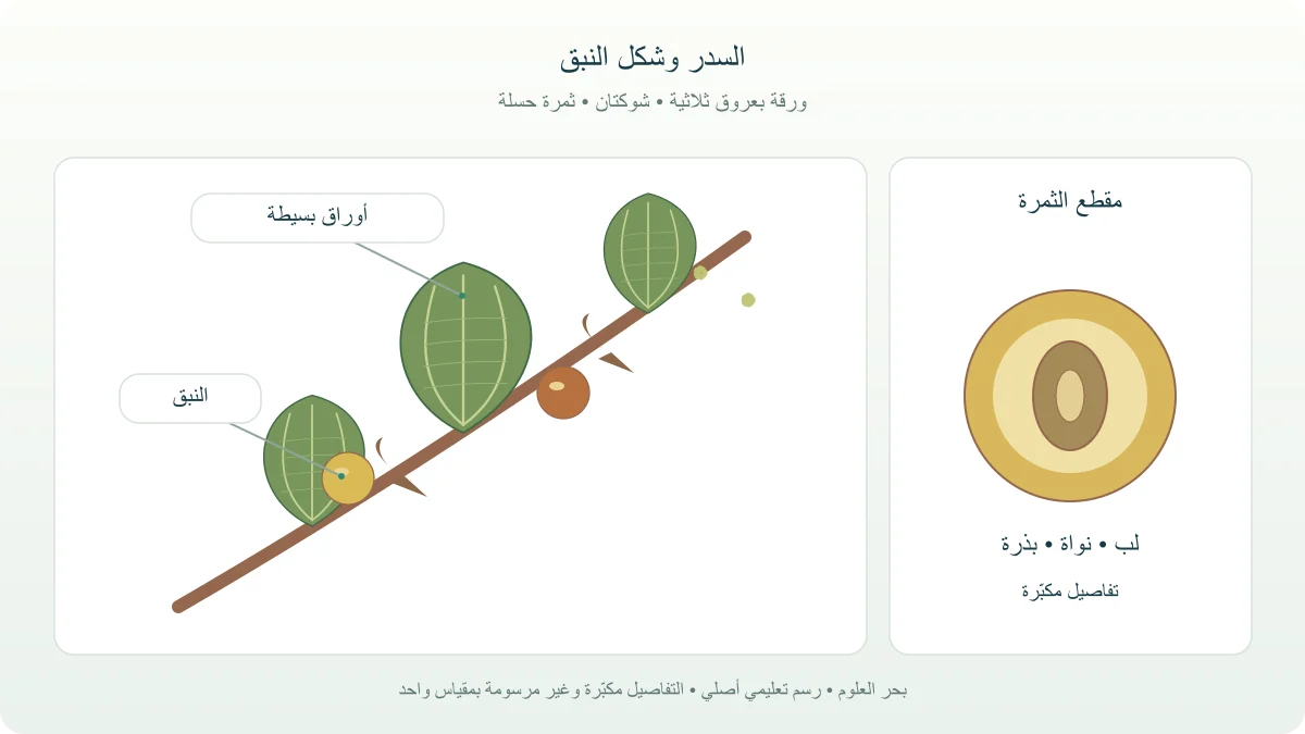 غصن سدر مفصل يحمل أوراقًا بعروق ثلاثية وأزهارًا صفراء مخضرة وثمار نبق مع رسم لحسلة مقطوعة